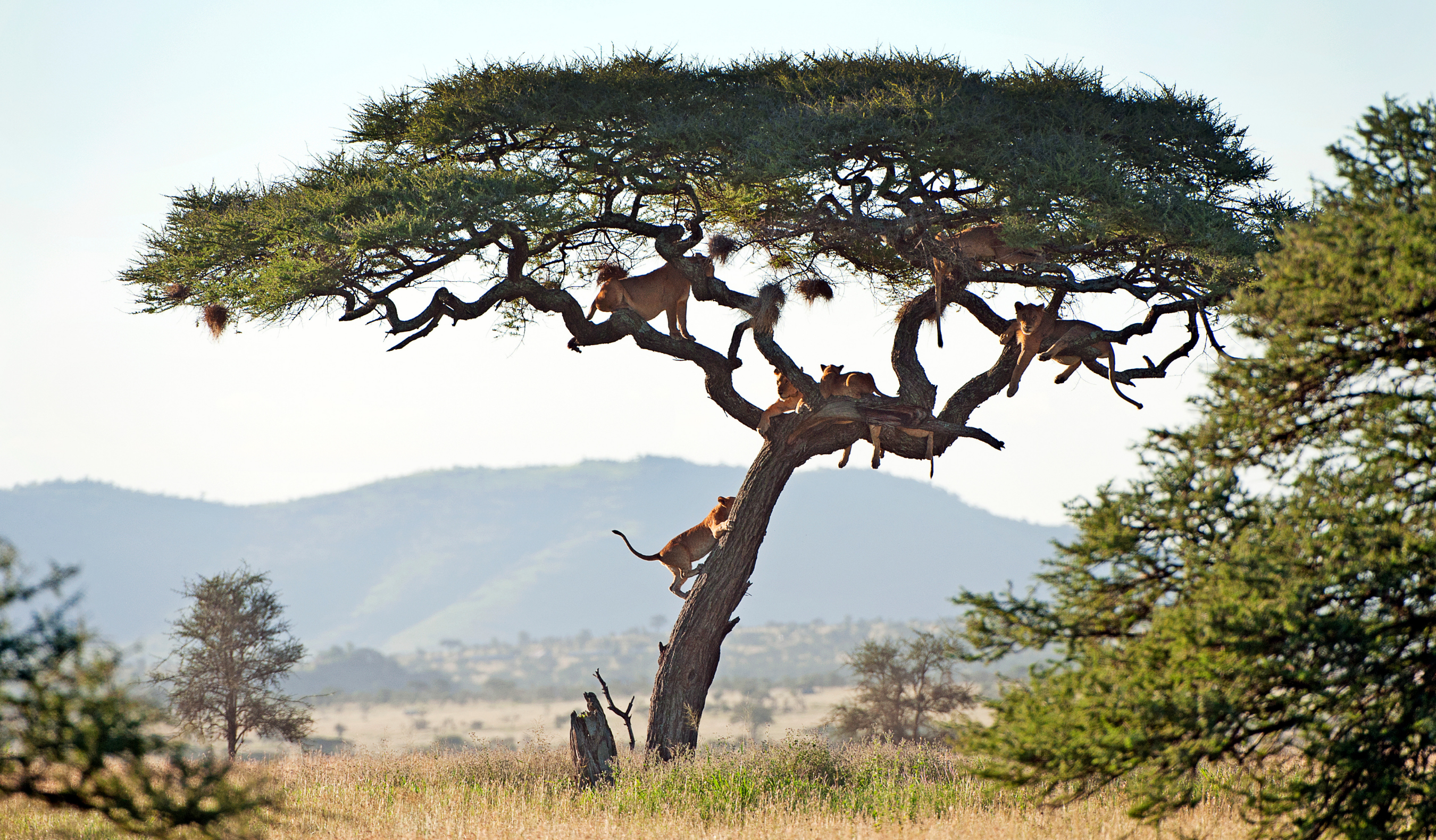 tanzania